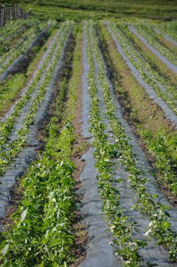 Plantage of strawberrys