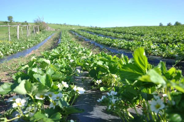 草莓生产用 plantage — 图库照片