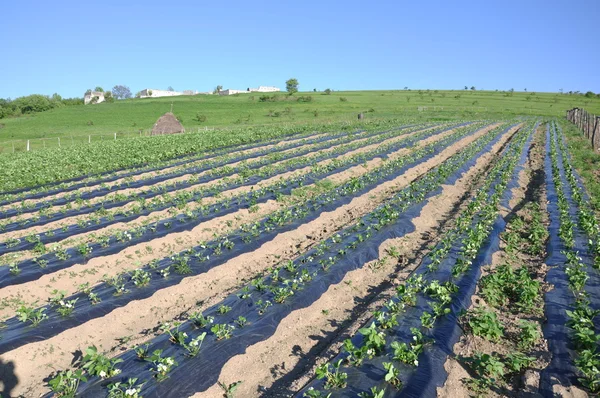 草莓生产用 plantage — 图库照片