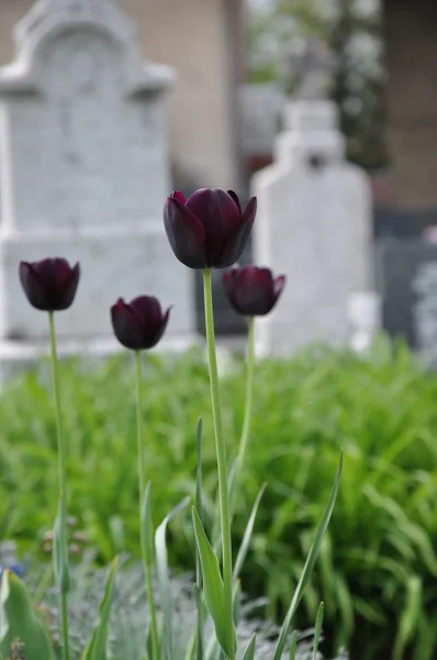 Zwarte tulpen op de begraafplaats Stockfoto