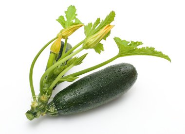 Zucchini clipart