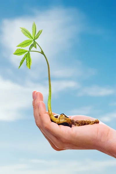 Chestnut sprout in hand — Stock Photo, Image