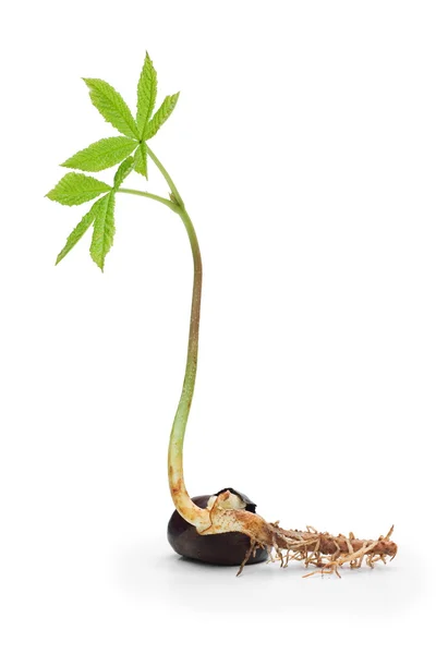 Chestnut sprout — Stock Photo, Image