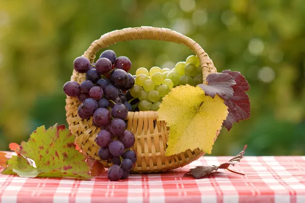 Grapes in small basket — Stock Photo, Image