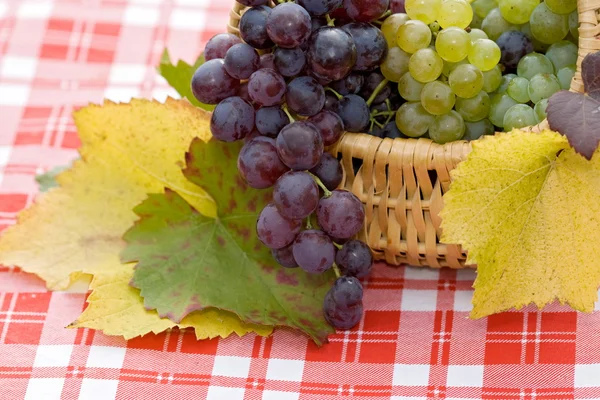 Виноград у маленькому кошику — стокове фото