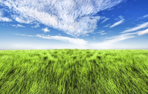 Enkel högt gräs horisonten — Stockfoto
