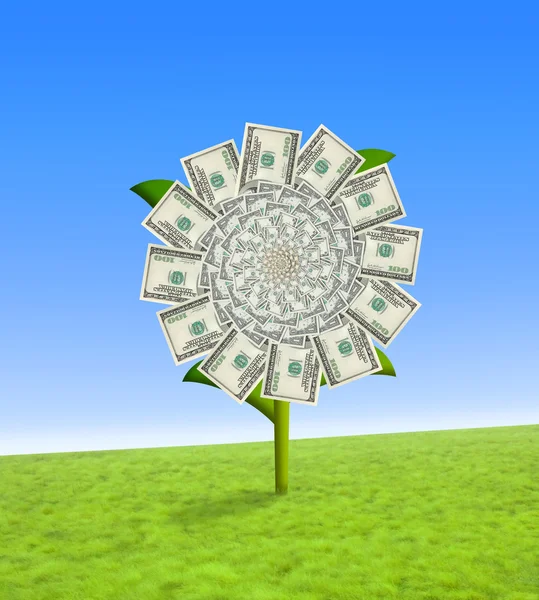 Dollar flower — Stock Photo, Image