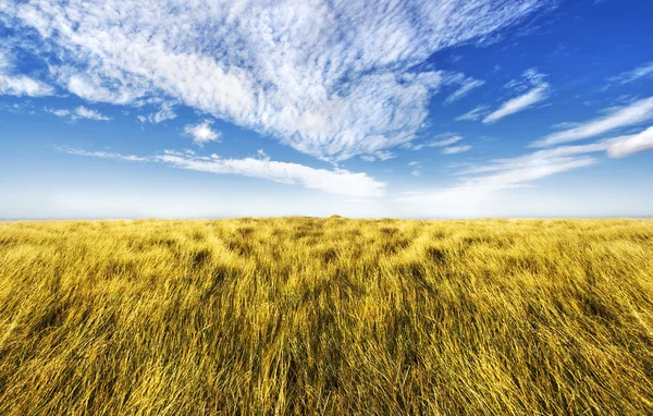 Jednoduché vysoké trávy horizont — Stock fotografie