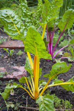 Swiss chard in the garden clipart