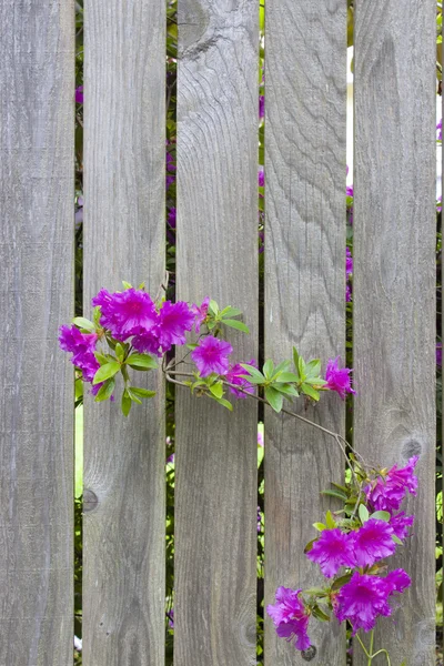 Rhododendron flowers and an old fence — Stock Photo, Image