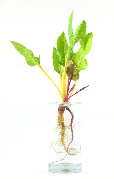 stock image An entire Swiss chard plant in water