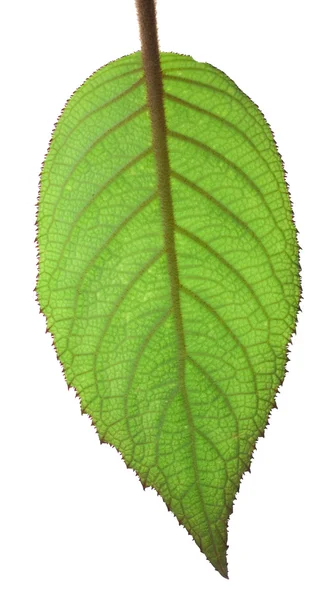 Ένα φύλλο macrophyllum Ορτανσία με οπίσθιο φωτισμό — Φωτογραφία Αρχείου
