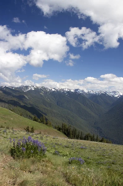 stock image A beautiful mountain meadow