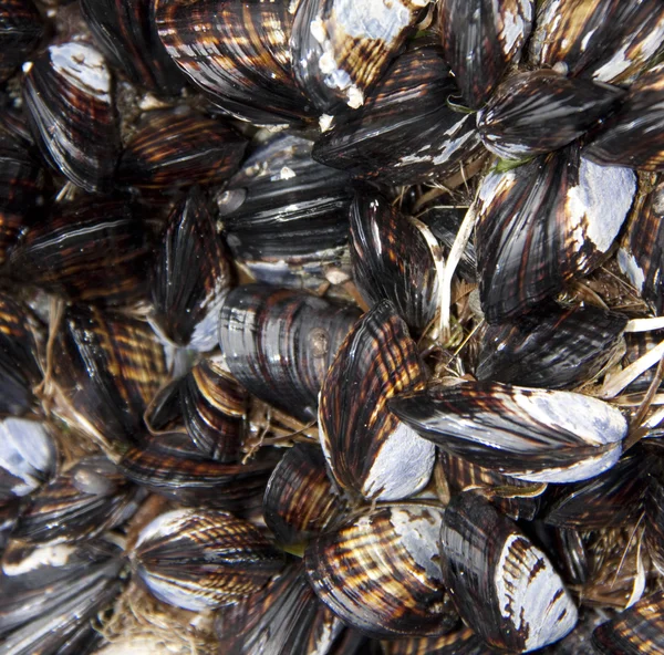 stock image Mussels bunched together