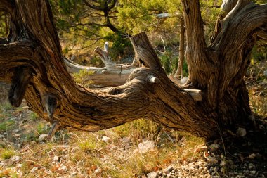 yaşlı bir ağaç gövdesine dokusal kabuğu ile kaplı