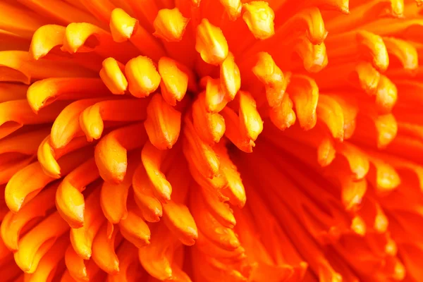 オレンジ色の花のクローズ アップ — ストック写真
