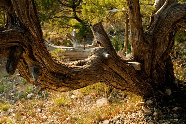 stock image The trunk of an old tree covered with bark textural