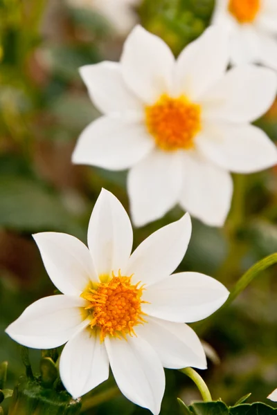 stock image Beautiful flower