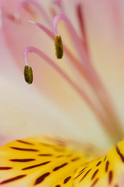 Makro piękny kwiat — Zdjęcie stockowe
