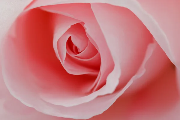 Makro květina krásné růže — Stock fotografie