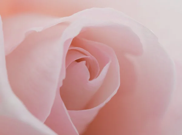 Macro flor hermosa rosa — Foto de Stock