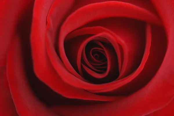 Macro fleur belle rose — Photo