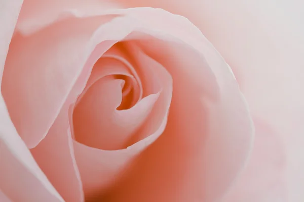 宏花卉美丽玫瑰 — 图库照片