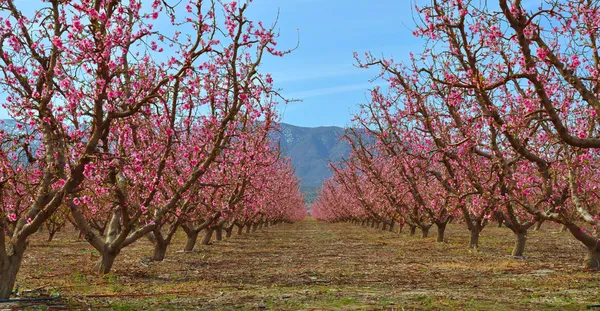 Персиковий сад — стокове фото