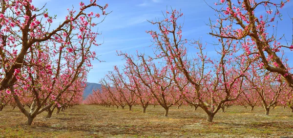Peach Orchard Rechtenvrije Stockfoto's