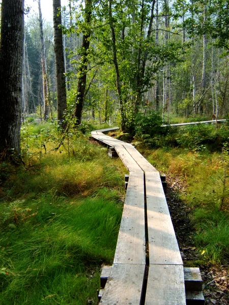 stock image Boardwalk through trees