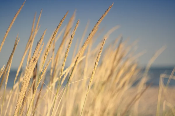 Grass on the sea — Stock Photo, Image