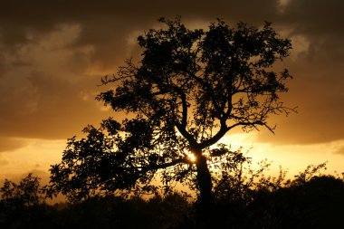 sundown-ağaç