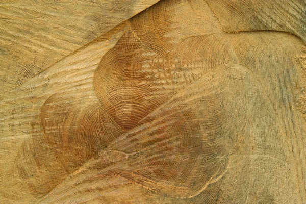 Close up of the freshly cut tree trunk — Stock Photo, Image