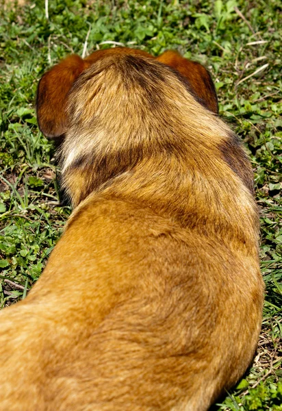 Blana de câine — Fotografie, imagine de stoc