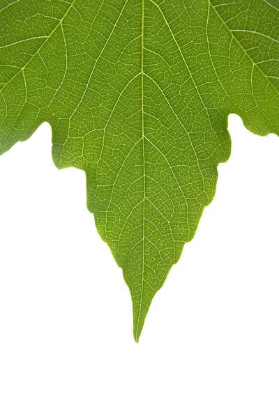 Poison ivy leaf — Stock Photo, Image