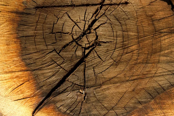 Secção transversal do tronco de árvore — Fotografia de Stock