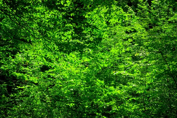 백라이트 잎 — 스톡 사진