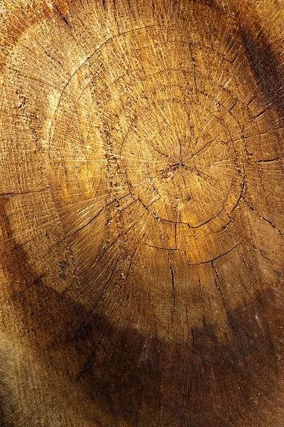 Secțiunea transversală a trunchiului copacului — Fotografie, imagine de stoc