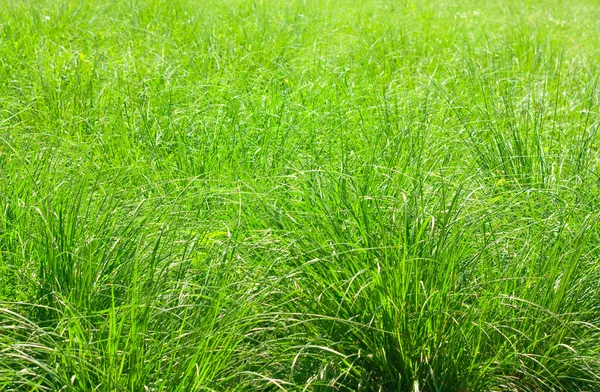 Tall grass — Stock Photo, Image