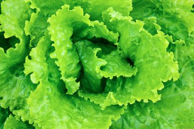 Fresh green lettuce clipart