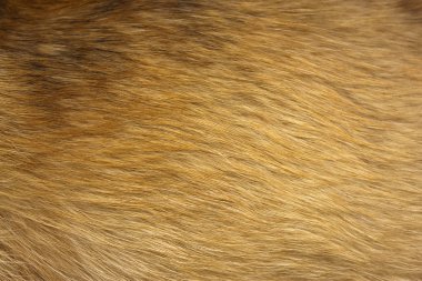 Dog fur close up clipart