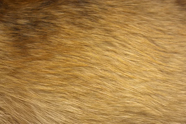 犬の毛皮をクローズ アップ — ストック写真