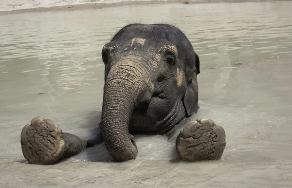 stock image Elephant close up