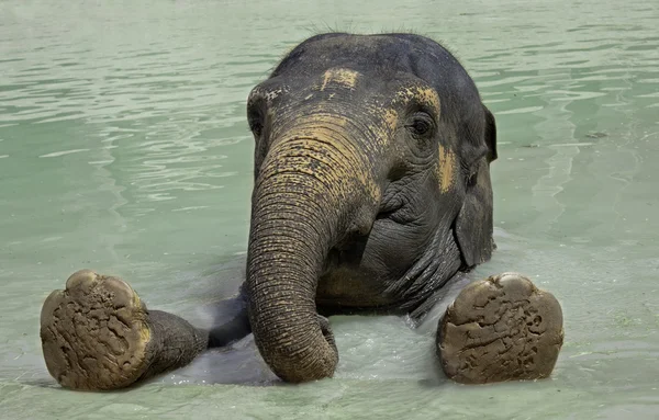 stock image Elephant close up