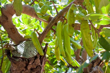 Green carob pods clipart