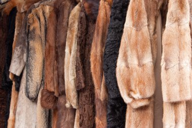 Animal fur coats clipart