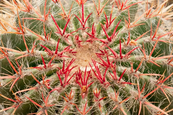 Red barrel cactus — Stock Photo, Image