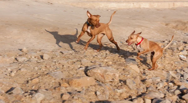 Två hundar i rörelse oskärpa — Stockfoto