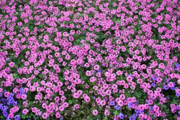 Rosa fiori sfondo — Foto Stock
