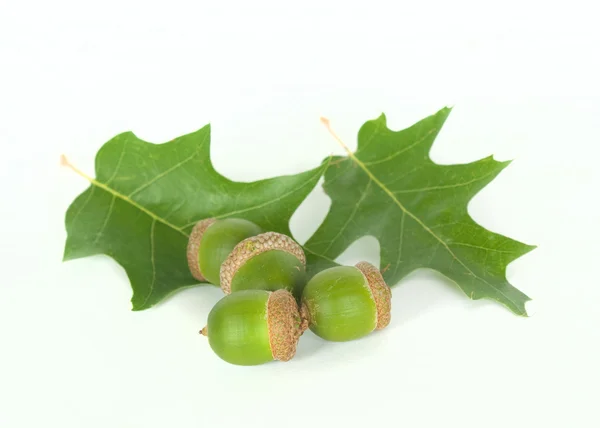 stock image Four green acorn